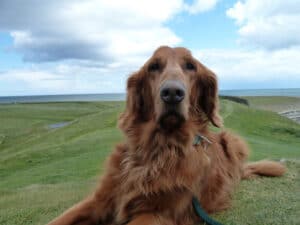 Duncan, windblown, sitting on top of Hadrian's Wall, in Northumberland, England. He had a wonderful weekend exploring the Roman Ruins, and Duncan seemed to be in his element.