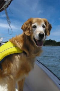 Hamish is wearing a bright yellow lift jacket and is looking out into the ocean from a boat. He is smiling and very happy.