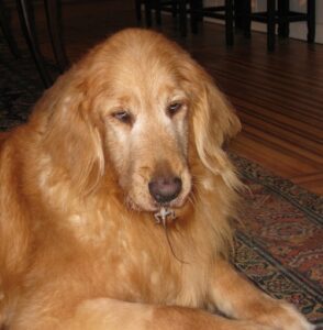 Misty was our first foster for GRRMF, and she had tons of personality. She loved chasing geckos, and occasionally, when she caught one, she wasn't quite sure what to do with it. Happily, after we took this photo, she allowed us to take the gecko from her and put it outside, where it scurried off, I'm sure, to tell of his miraculous escape from the giant red dog!