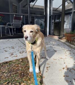 This light tan pup is standing outside on some paved walkway with their blue leash in view from their collar.
