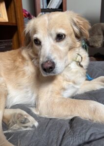 This light tan pup is laying down and is looking to the left of the camera.