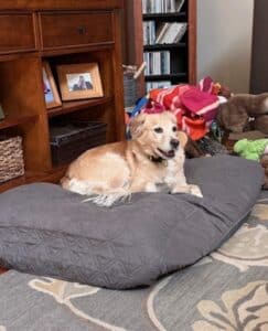 Light fluffy dog lying comfortably on a quilted gray dog bed, relaxed and content in a cozy room.