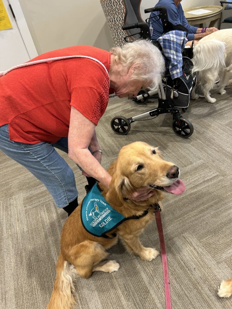 Golden retriever wearing a Hearts of Gold vest, being petted by a woman standing next to him.