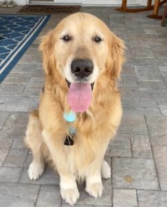 Golden retriever sitting on a paved patio, tongue out, wearing a collar with blue tags, relaxed at an outside patio.