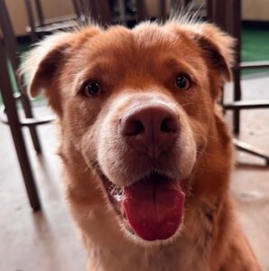 A happy golden-brown dog sits indoors on a concrete floor, looking up at the camera with its tongue out and bright, friendly eyes.
