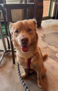 A happy golden-brown dog sits indoors on a concrete floor, looking up at the camera with its tongue out and bright, friendly eyes.