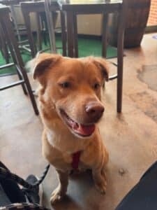 A happy golden-brown dog sits indoors on a leash on a concrete floor, looking to the right.