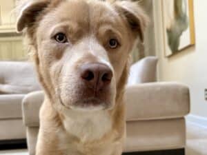 Close-up of a light brown dog with expressive eyes looking directly at the camera indoors