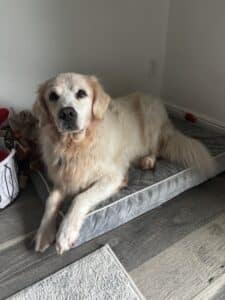 Golden retriever standing on a rug indoors, tilting its head slightly while looking up at the camera.