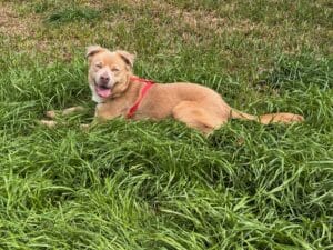 Tan dog with white chest laying in grass with tongue out