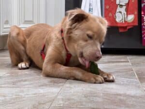 Tan dog sitting on tile floor eating a treat