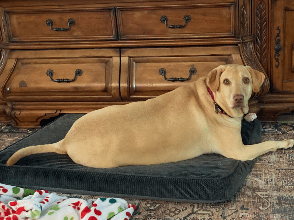 Yellow Labrador Retriever mix lying on a dog bed indoors and looking toward the camera with a calm expression, part of the Hearts of Gold therapy team.
