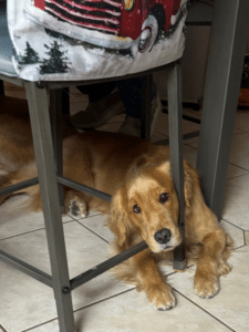 Golden Retriever resting calmly under a table in a home environment, part of the Hearts of Gold therapy team showing a relaxed and gentle temperament.