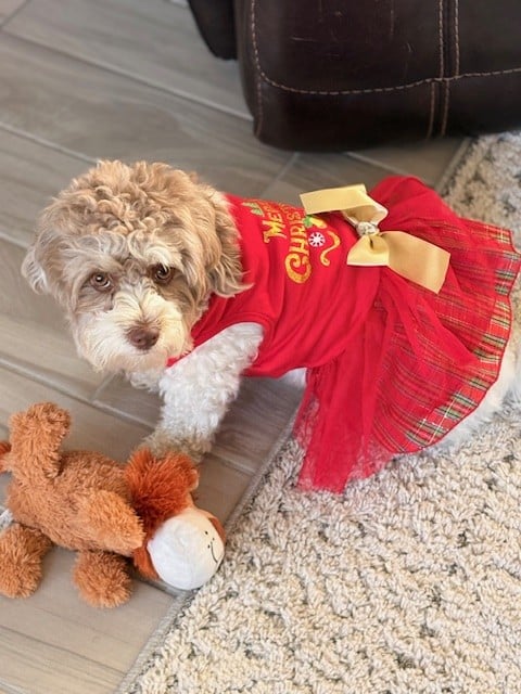 Maltipoo dog wearing a red holiday dress with a gold bow, standing on a tile floor next to a plush toy.