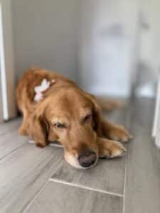 Missy is laying down on a laminate floor with her head resting on her paws with her eyes closed.