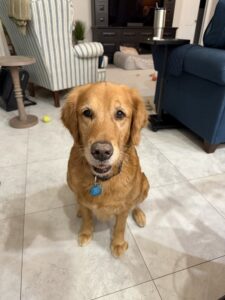 Missy sitting on a white tile floor looking into the camera with her brown eyes.