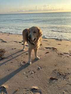 Golden on a sandy beach at sunset.