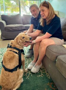 Golden retriever sitting on a patterned rug between two adults on a couch, wearing a black harness, mouth slightly open and attentive.