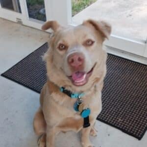 Light tan dog with a pink nose sitting looking right at the camera with a big smile.