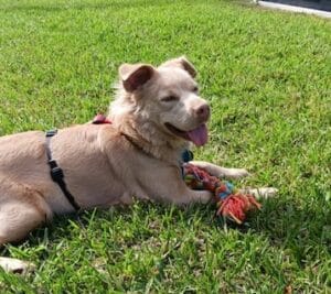 Light tan dog laying in green grass with their tongue out and with a rainbow colored toy rope laying across their paws.