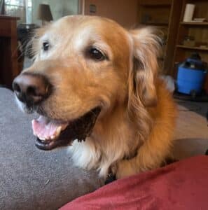 Golden retriever sitting indoors with a gentle open‑mouthed smile, light golden coat, warm eyes, surrounded by soft fabrics and a wooden shelf behind.