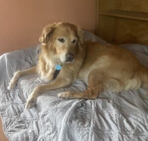 Golden retriever sitting on a gray cushion. Golden Retriever lying on the side.
