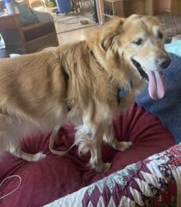 Golden retriever standing on red blanket. Golden‑colored dog standing on a red blanket, wearing a harness, tongue out and happy, surrounded by warm indoor furniture and everyday home details.