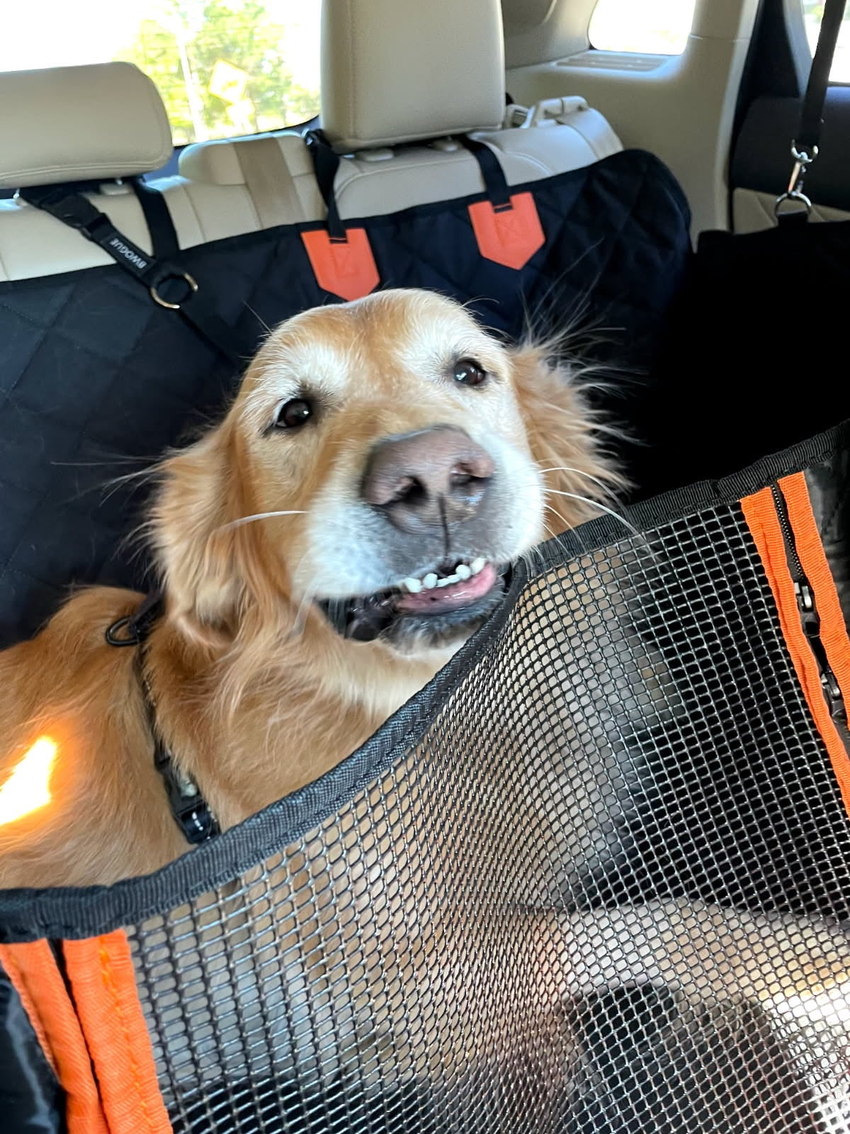 Golden retriever riding in back seat. Golden retriever sitting in the back seat of a car, secured with a harness behind a mesh barrier, relaxed and alert in a safe travel setup.
