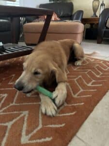 Golden retriever chewing a green bone toy while lying on an orange patterned rug in a living room.
