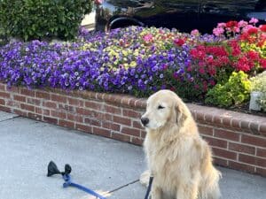 Light colored golden retriever sitting in front of a planter with purple and pink flowers