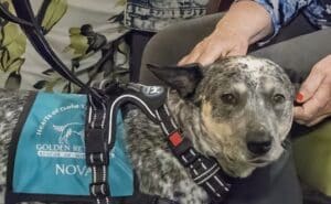 Nova, Hearts of Gold therapy dog at Haven Hospice.