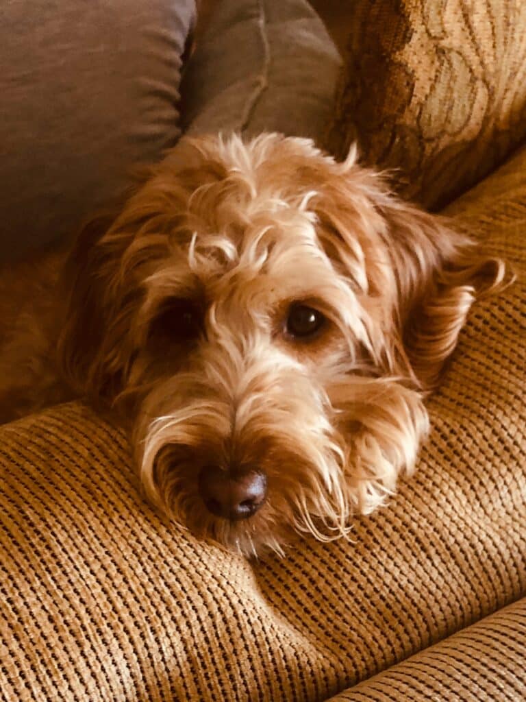 Close-up of a doodle resting its head on a textured couch.