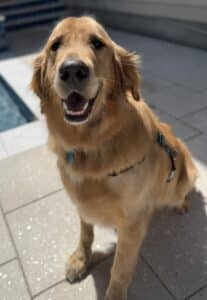 Golden sitting on sunny patio. Golden retriever sitting on a tiled patio near the pool, harness and blue tag visible, mouth open in a friendly expression