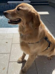 Golden sitting by pool tiles. Golden retriever sitting on light colored tiles near a pool, wearing a harness, looking off to the side with a relaxed, attentive posture.