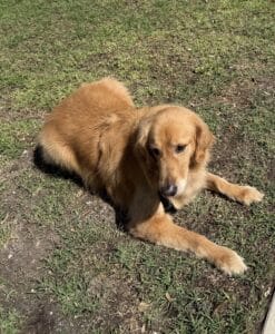 Golden lying on grass. Golden retriever resting outdoors on a patch of grass and soil, front legs stretched forward, calm expression.