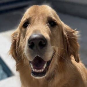 Golden retriever in bright natural light, mouth slightly open with a soft smile. Golden Headshot.