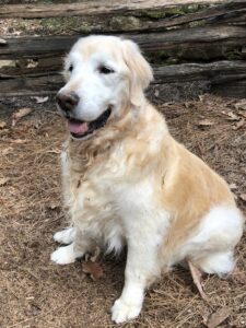 Photo submission from Mary Bland. The photo shows a golden named Bella sitting in the forest with golden and white fur, open mouth with tongue showing.