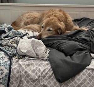 A photo of Orion, an older golden, lying in an unmade bed.