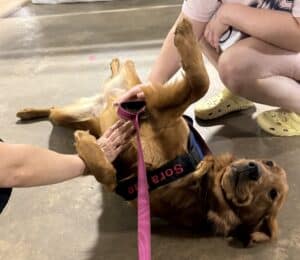 A photo of Sora, a red golden, on her back, getting belly rubs.