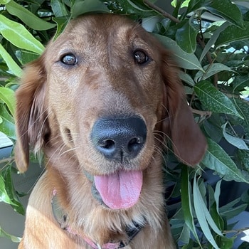 A headshot photo of Sora, a young golden, with leaves as a backdrop.