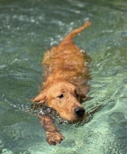 A photo of Sora, a golden, swimming.
