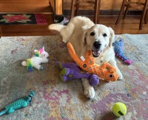 A photo of Sully, a golden, surrounded by toys.