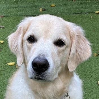 A headshot photo of Sully, a golden.