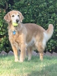 Golden retriever standing on grass holding a tennis ball in its mouth with greenery in the background