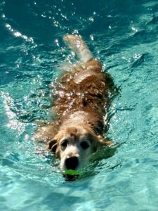 Golden retriever swimming in a pool with a tennis ball in its mouth