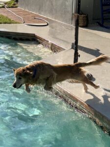 Golden retriever mid-jump into a backyard swimming pool on a sunny day