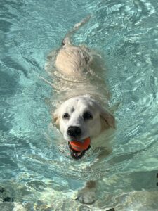 Light-colored golden retriever swimming in a pool holding an orange ball