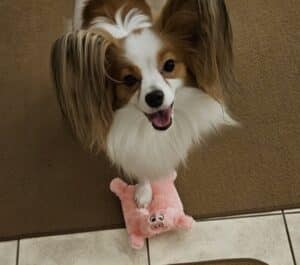 Hank, a Papillon and Hearts of Gold therapy dog with pink toy.