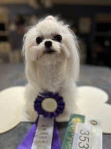 Margaret, a Maltese and Hearts of Gold dog with ribbons.
