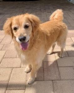 Kali, a golden, standing alertly on pavers.